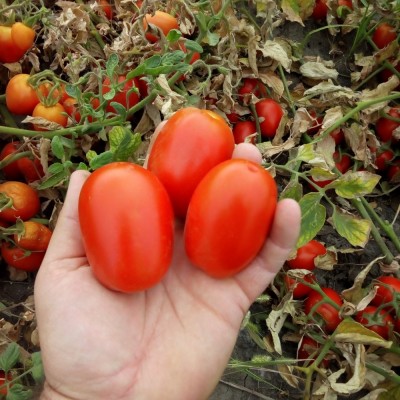 Семена томата Бостон F1 (1000 семян), Libra Seeds (Erste Zaden)